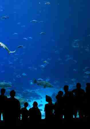 Adventure Aquarium