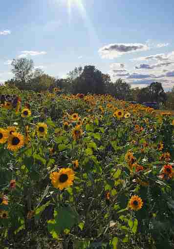 Harvest Moon Farm
