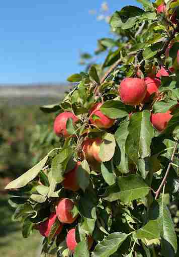 Jenkins - Lueken Orchards
