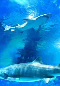 Long Island Aquarium