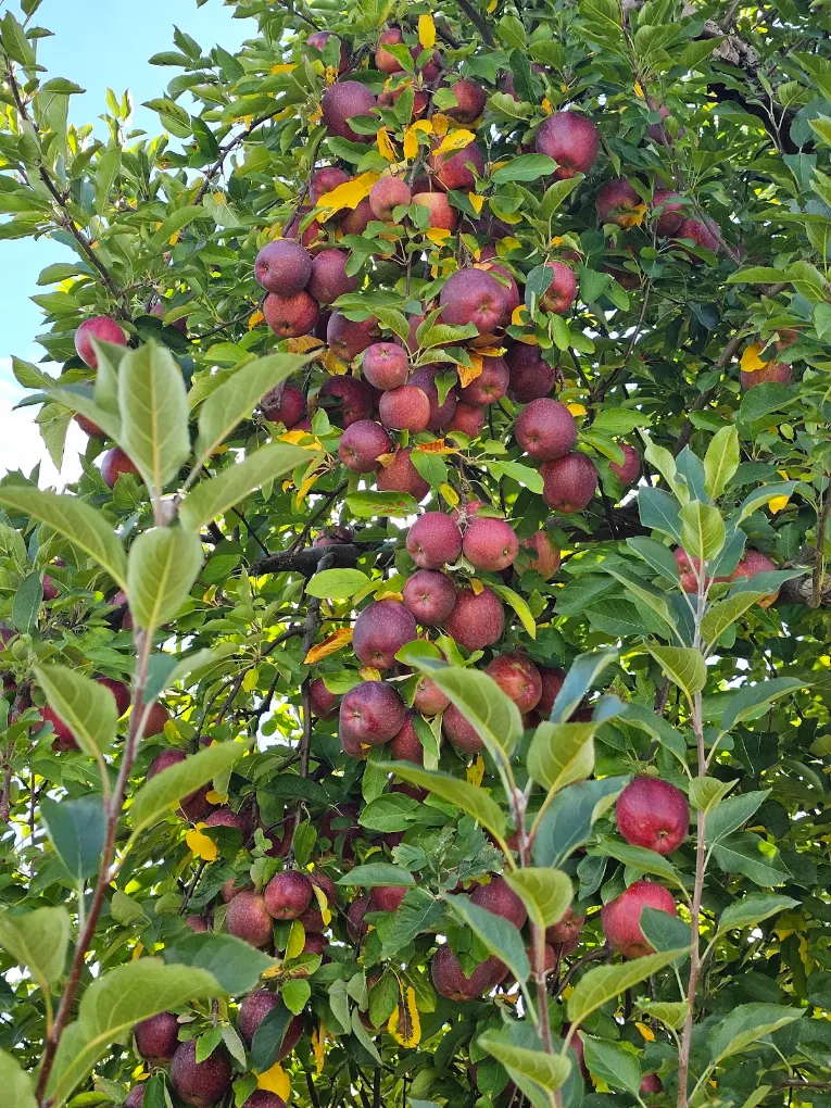 Masker Orchards