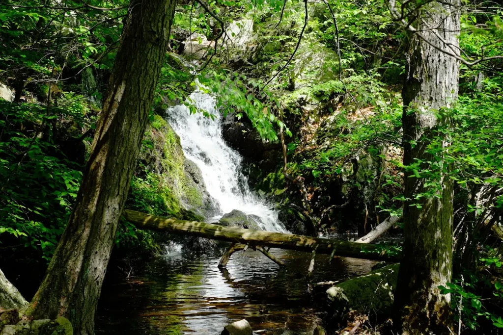 Mianus River Gorge