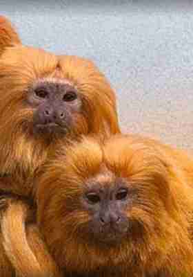 Prospect Park Zoo