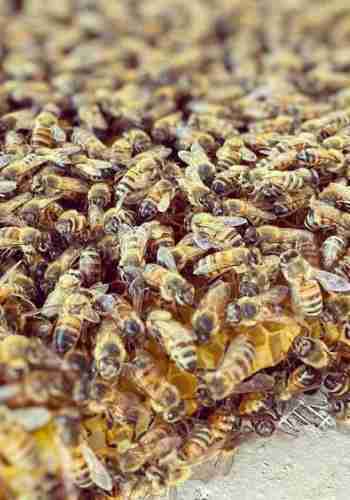 Rockland Bee Tours