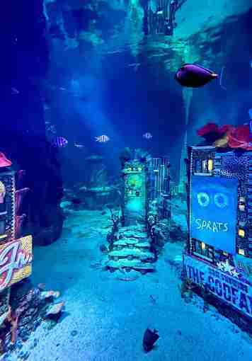 Sea Life