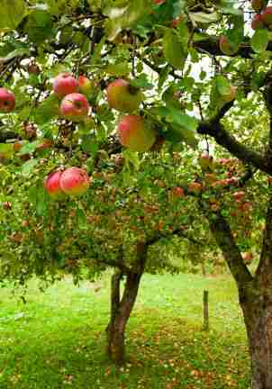 Stuart's Farm