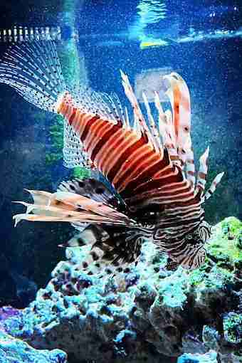 Woodbridge Aquarium & Wildlife
