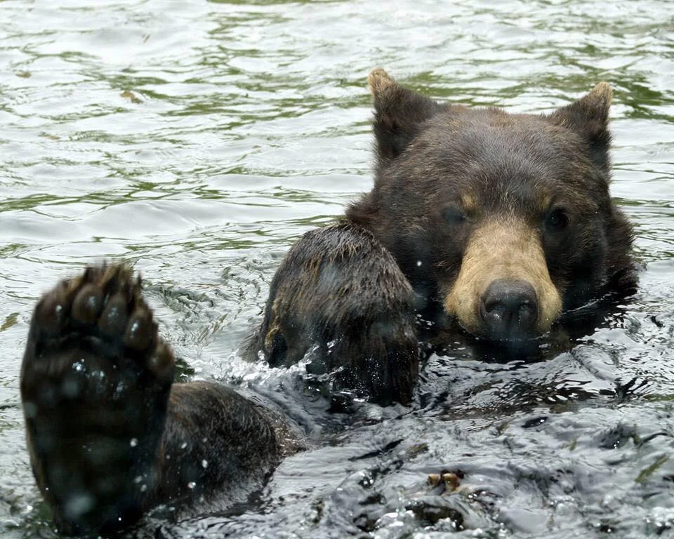 ZooAmerica (Hershey Park)