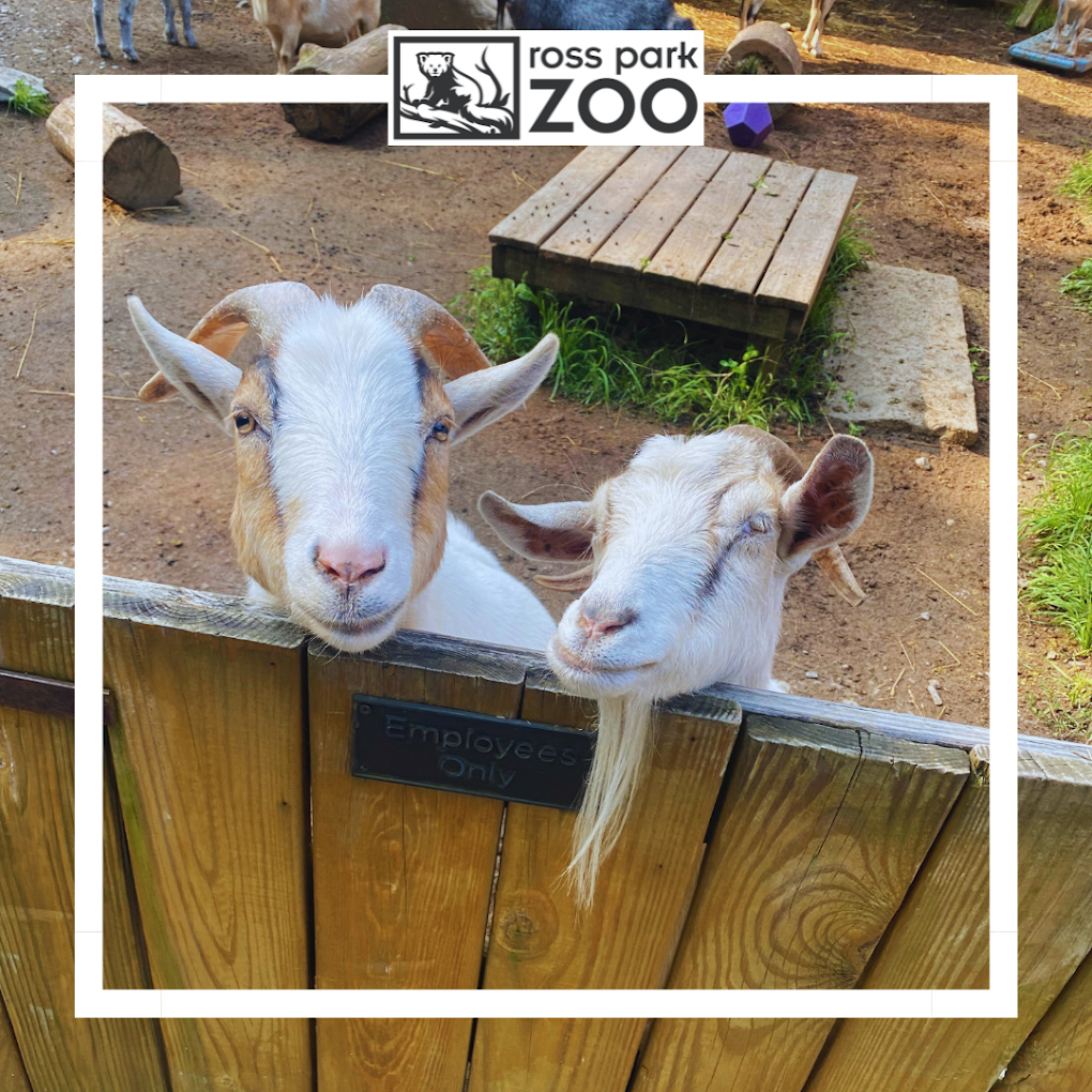 Ross Park Zoo