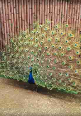 Space Farms Zoo and Museum